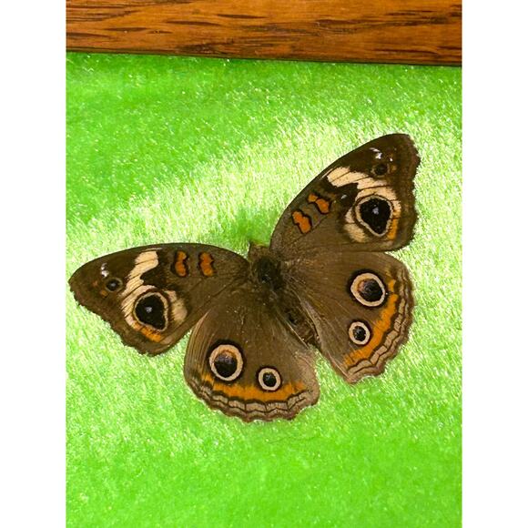 Vintage Framed Taxidermy Butterfly Buckeye Art Specimen Collection Curiosities - Picture 10 of 10